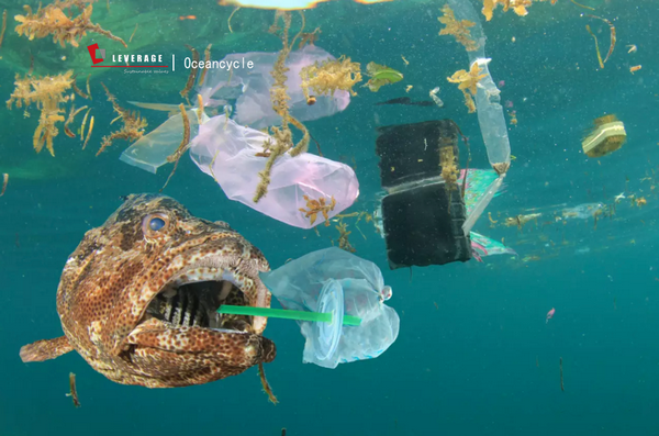 OceanCycle海洋及趋海塑料认证制造补充条款3.0术语专业解读