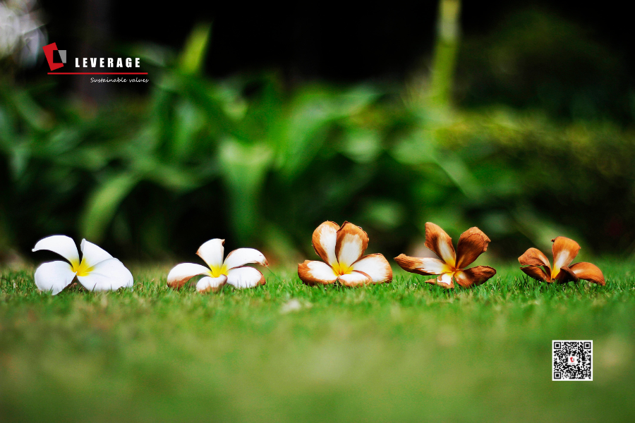 深化生命周期评估，共筑绿色供应链：Leverage助力丹麦Sabbia Aps完成LCA项目