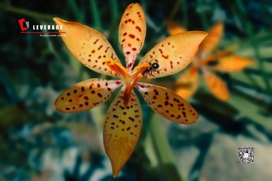 SA8000:2026标准转版:企业如何在新挑战中脱颖而出 SA8000:2026标准转版:企业如何在新挑战中脱颖而出