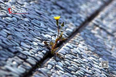 【ILO反对强迫劳工——其一】企业声誉“守护盾”:深度剖析强迫劳动合规要点与实践路径 【ILO反对强迫劳工——其一】企业声誉“守护盾”:深度剖析强迫劳动合规要点与实践路径